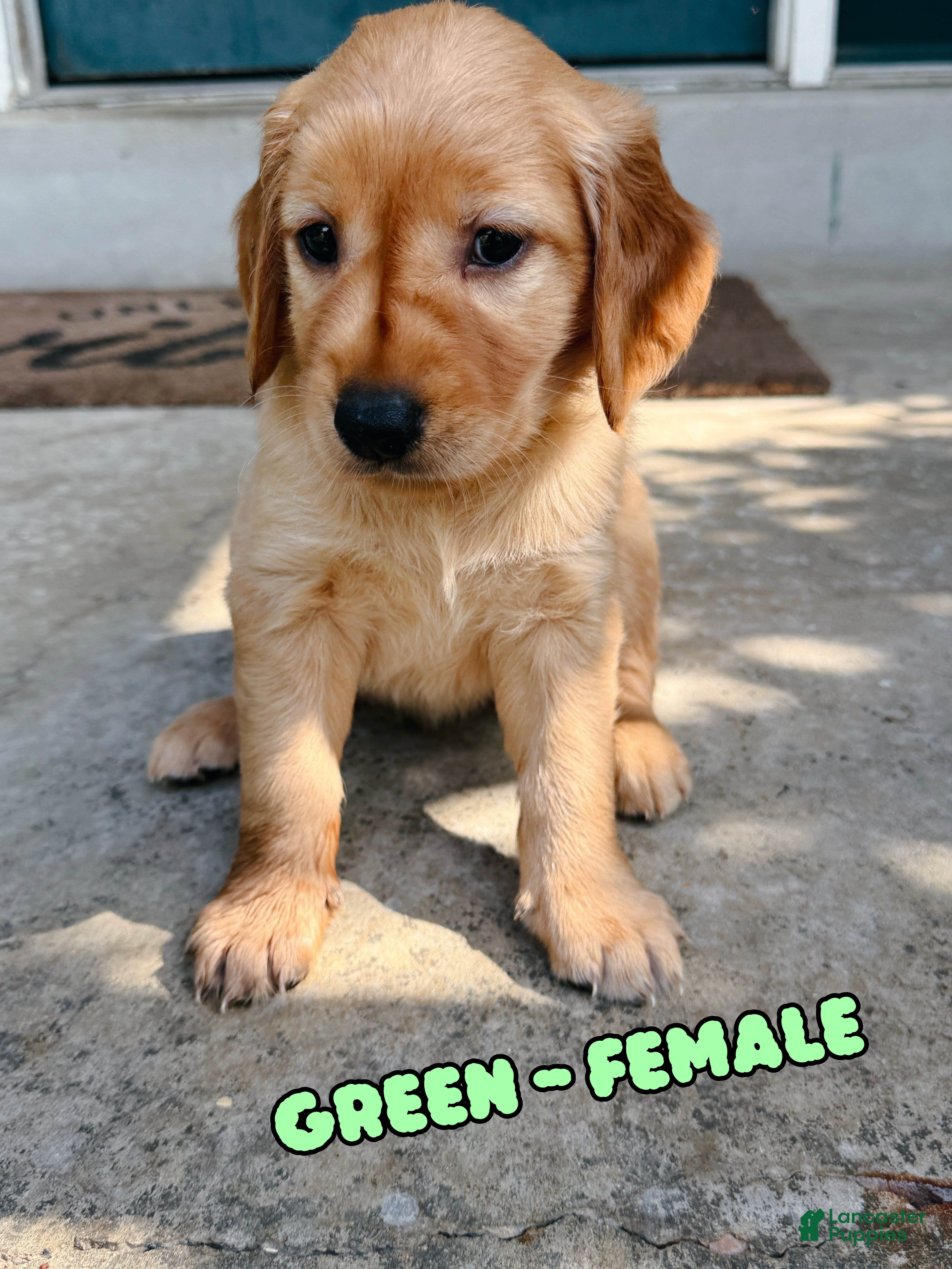 Golden Retriever dogs Green Female - Ad 1