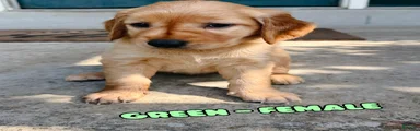 Green Female