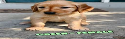 Golden Retriever dogs for sale: Green Female - Ad 1