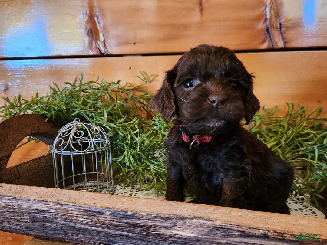 Mixed Breed dogs for sale: Mixed Breed Puppy 1 - Ad 1