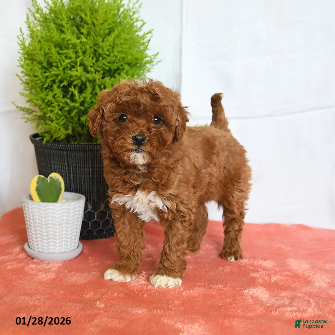 Mini Goldendoodle dogs for sale: Honey - Ad 3