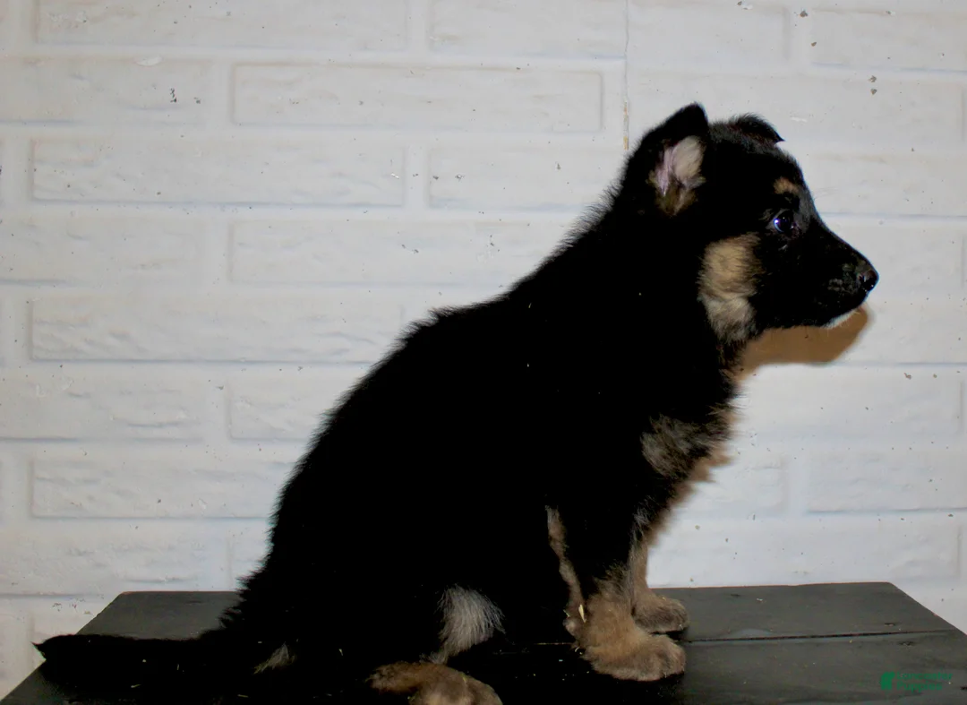 German Shepherd dogs for sale: Macy  - Ad 3