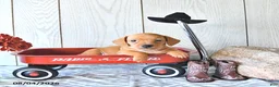 Miniature Dachshund dogs for sale: Tyler - Ad 4