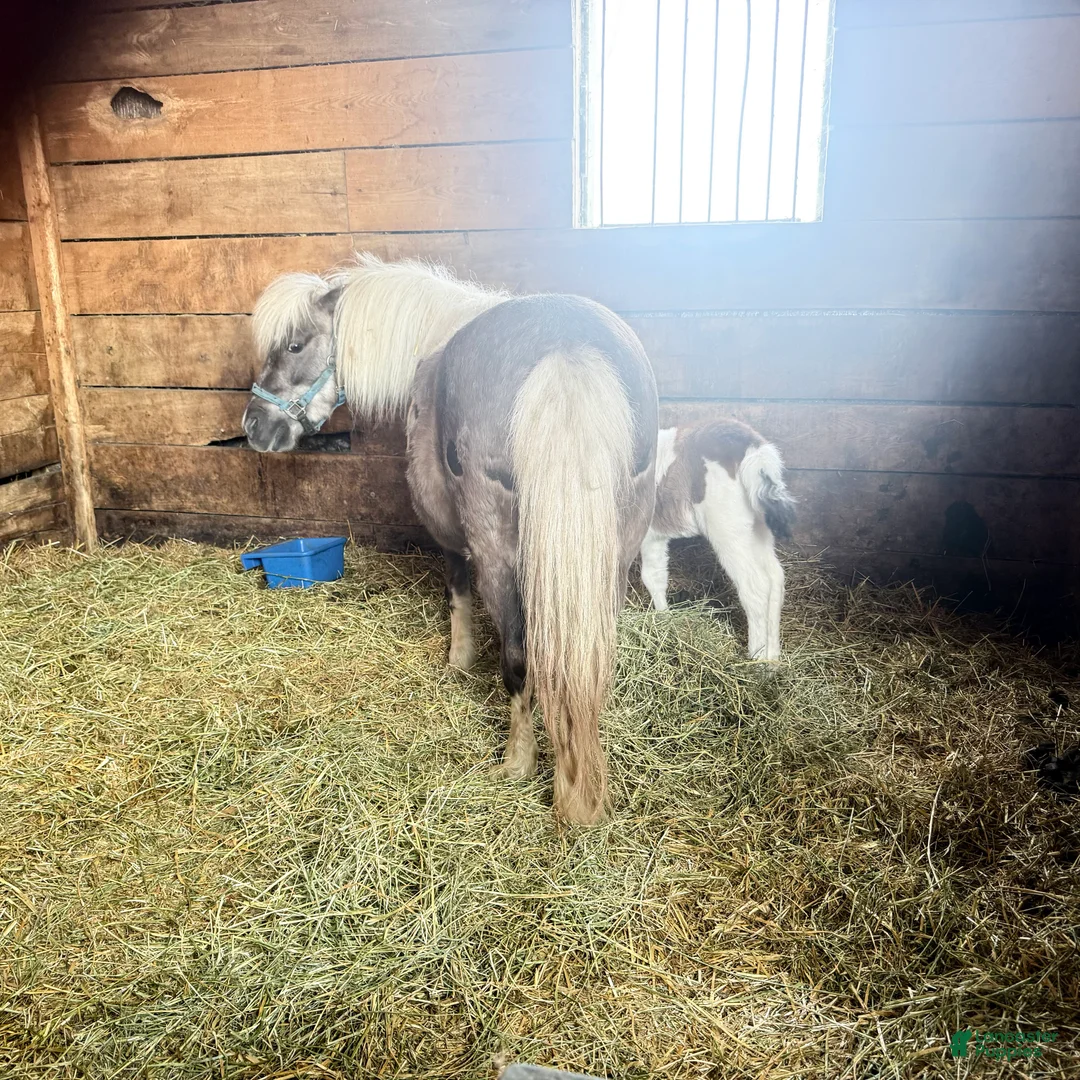 French Bulldog dogs for sale: Pyrs “Red”Collar, Male - Ad 8