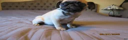 Pug dogs for sale: Tucker - Ad 4
