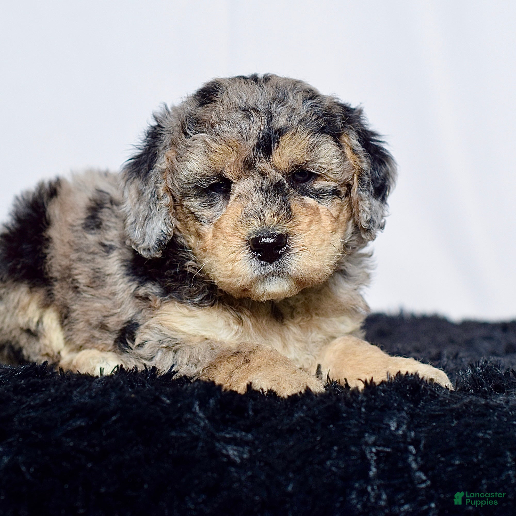 Mini Goldendoodle dogs for sale: Mr. Kip - Ad 5