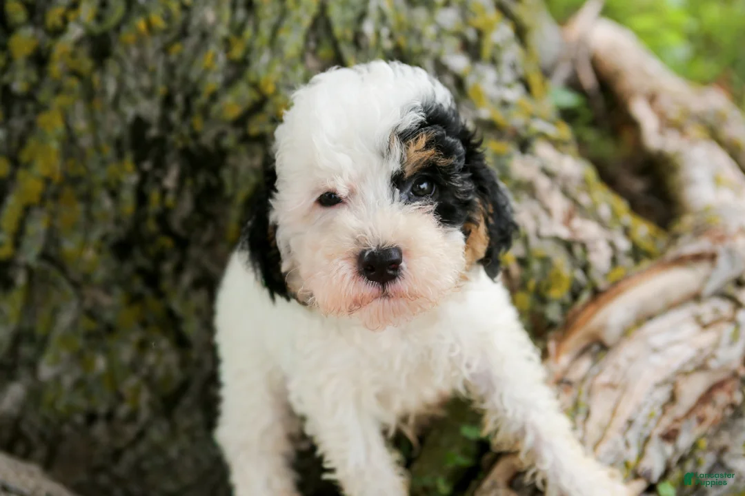 Mini Bernedoodle dogs for sale: Sapphire - Ad 1