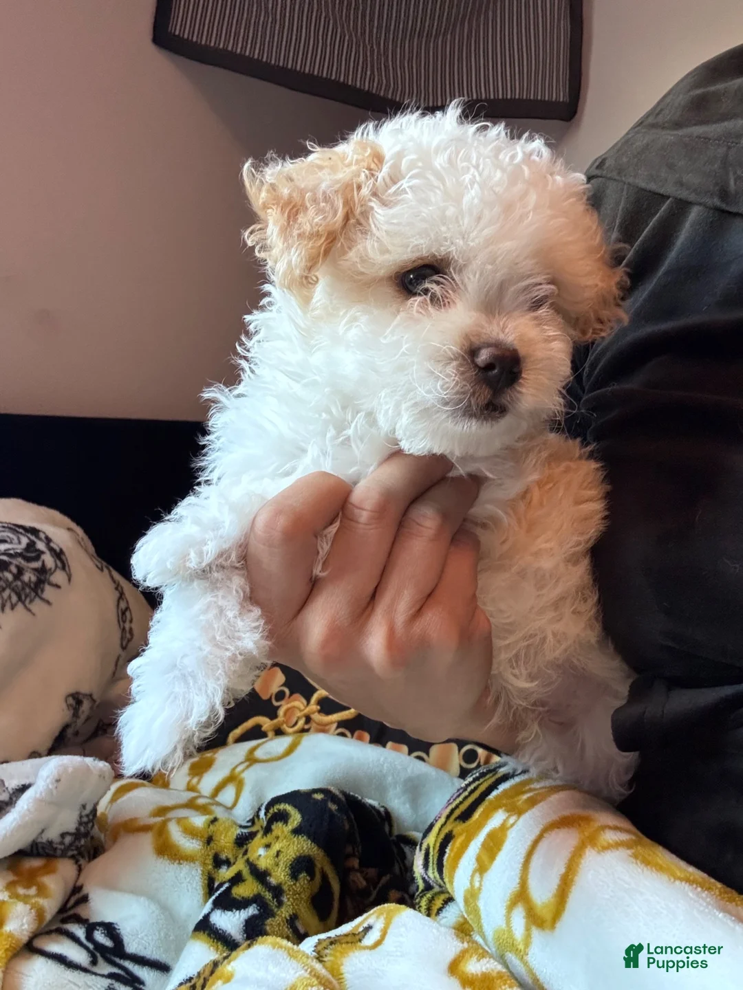 Shihpoo dogs for sale: Shihpoo 2 - Ad 8