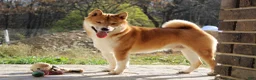 Shiba Inu dogs for sale: KitKat - Ad 9