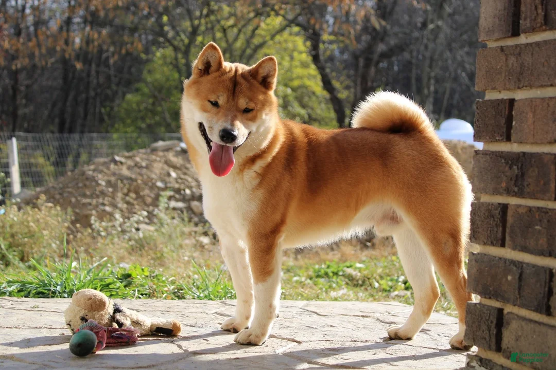 Shiba Inu dogs for sale: KitKat - Ad 9