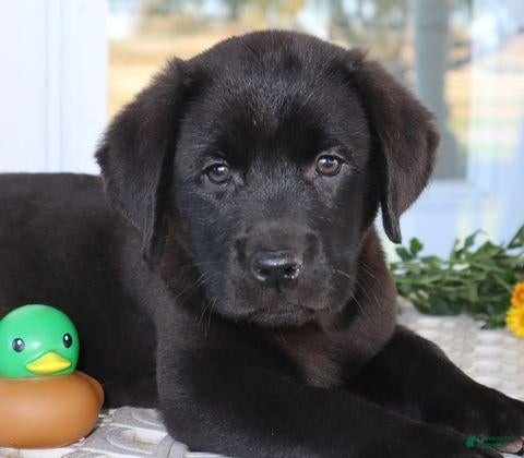 Labrador Retriever dogs for sale: Hunter - Champ lines - Ad 2