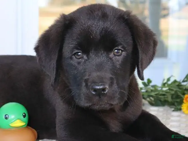 Labrador Retriever dogs for sale: Hunter - Champ lines - Ad 2