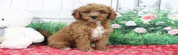 Mini Goldendoodle dogs for sale: Zeke - Ad 3