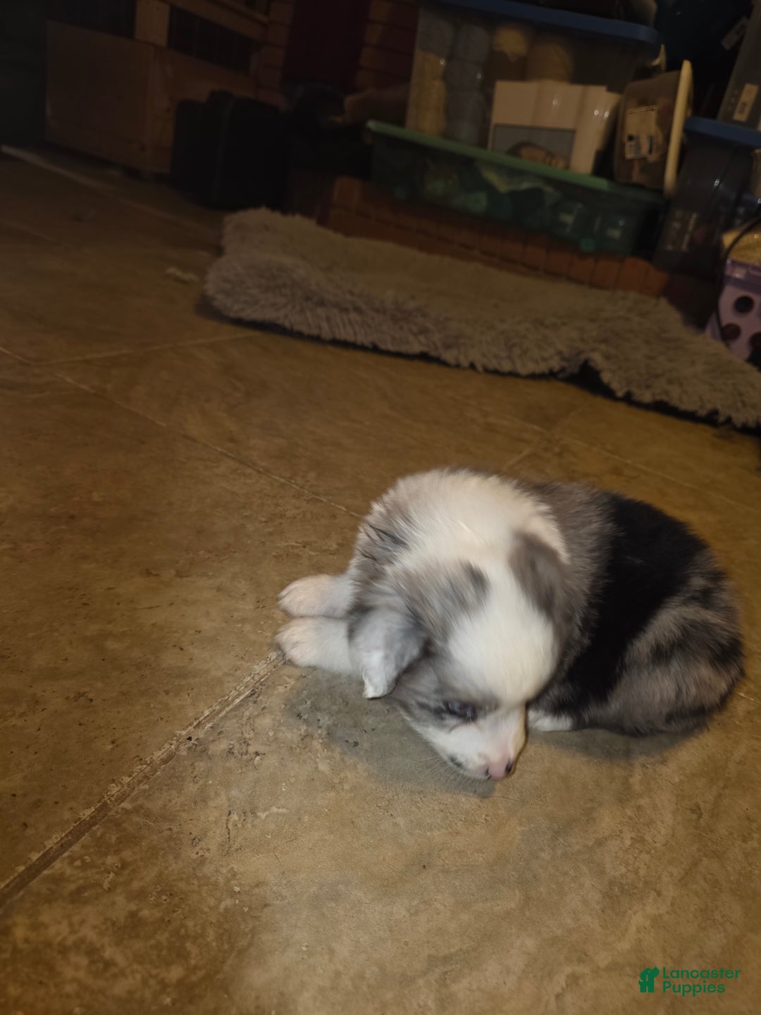 Miniature Australian Shepherd dogs for sale: Miniature Australian Shepherd Puppy 1 - Ad 5