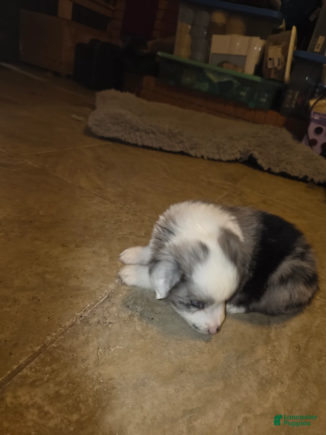 Miniature Australian Shepherd dogs for sale: Miniature Australian Shepherd Puppy 1 - Ad 5