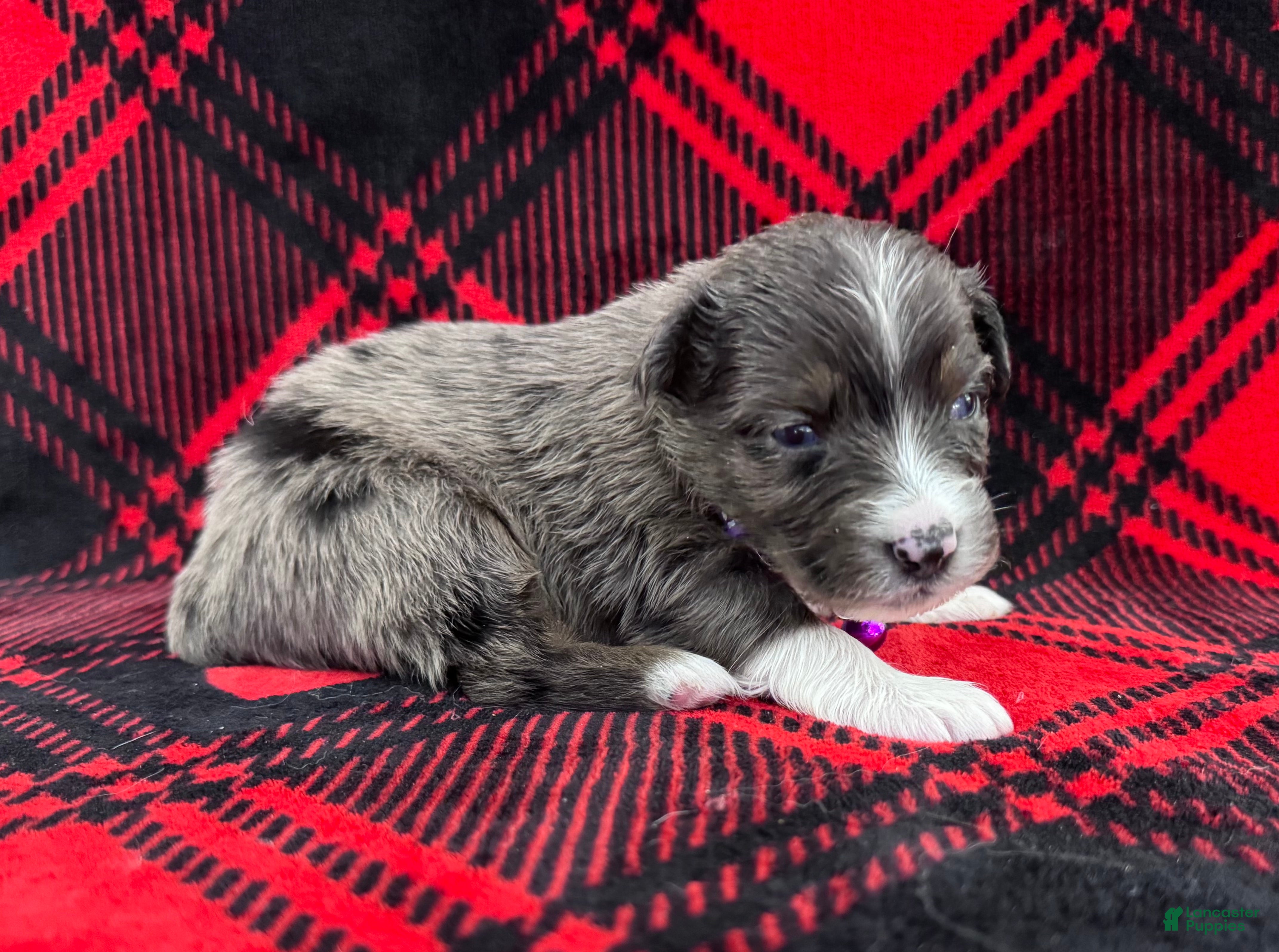 Australian Shepherd dogs Australian Shepherd Puppy - Purple Collar - Ad 1