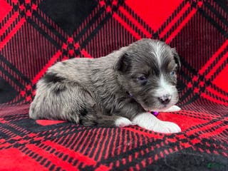 Australian Shepherd dogs Australian Shepherd Puppy - Purple Collar - Ad 25