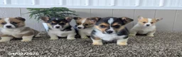 Welsh Corgi Pembroke dogs for sale: Rocket - Ad 3