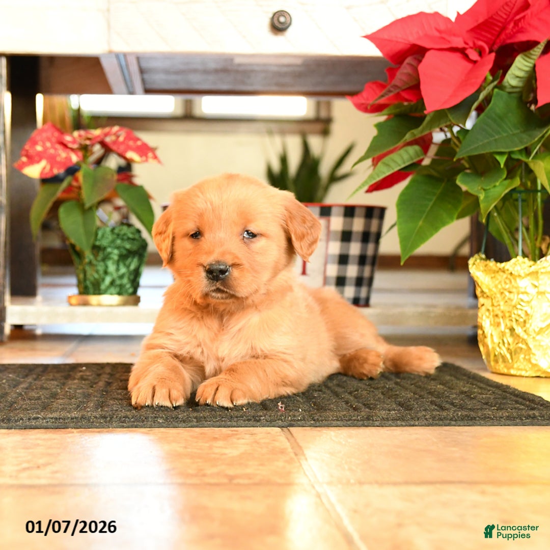 Golden Retriever dogs for sale: Ruthanna - Ad 2