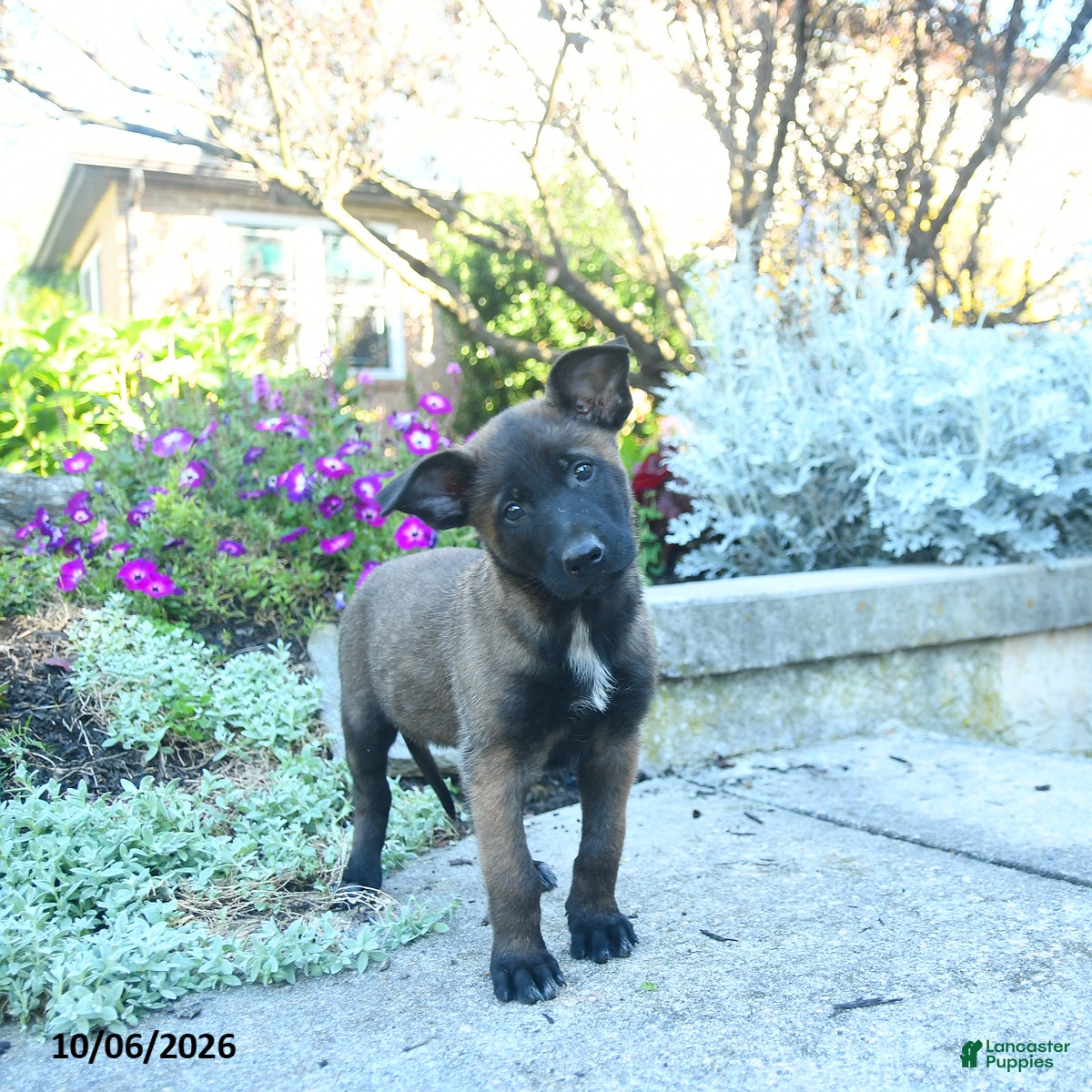 Adele (Belgian Malinois, Female) in Honey Brook, PA