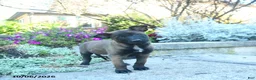 Belgian Malinois dogs for sale: Adele - Ad 1