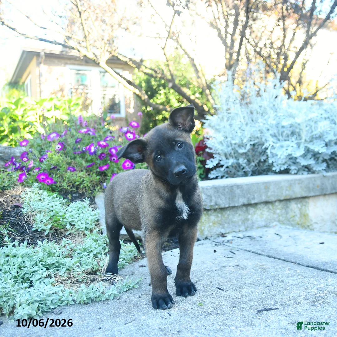 Belgian Malinois dogs for sale: Adele - Ad 1