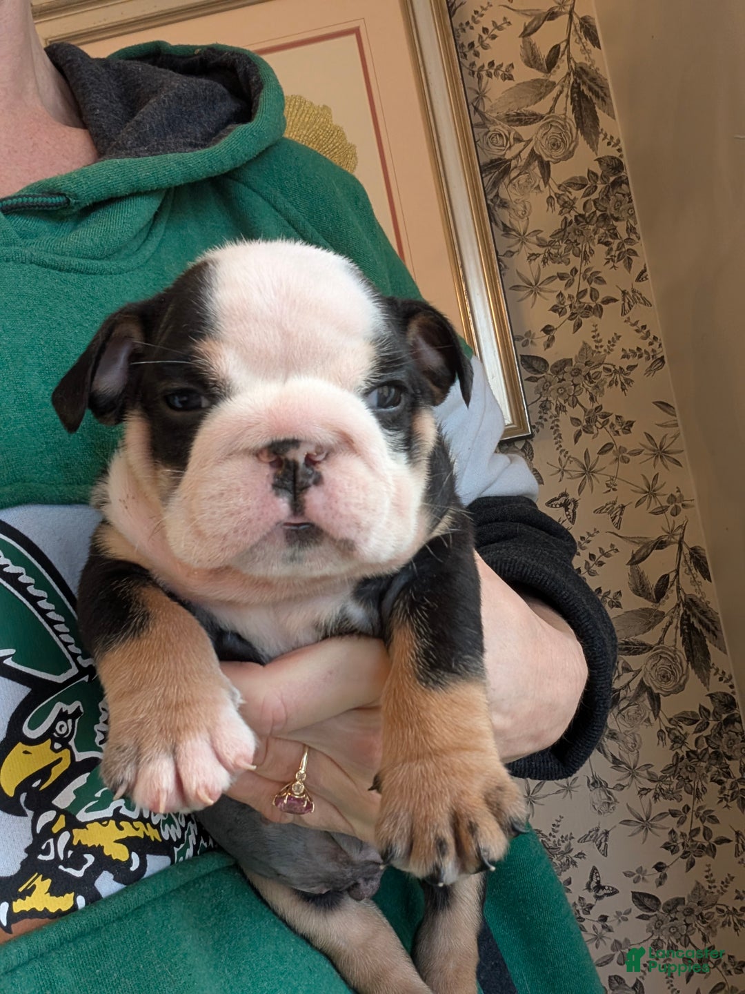 English Bulldog dogs for sale: Joey - Ad 2
