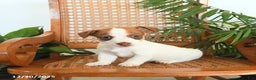 Jack Russell Terrier dogs for sale: River - Ad 3