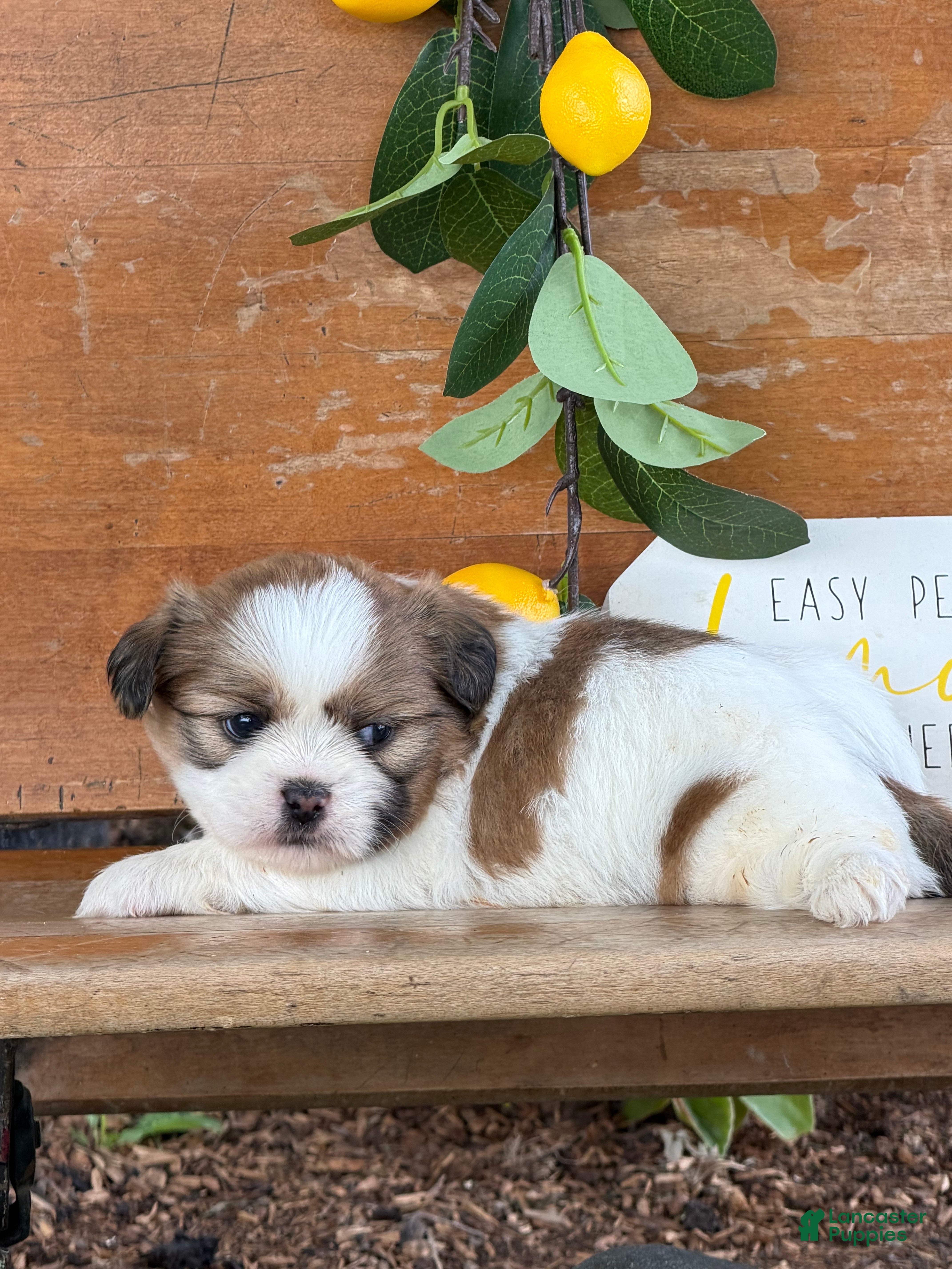 Shih Tzu dogs Quigley Shih Tzu  - Ad 1