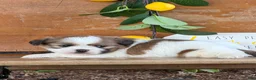 Shih Tzu dogs for sale: Quigley Shih Tzu  - Ad 11