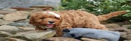 Cavapoo dogs for sale: NELLIE - Ad 5