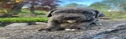 Cane Corso dogs for sale: Aria - Ad 1
