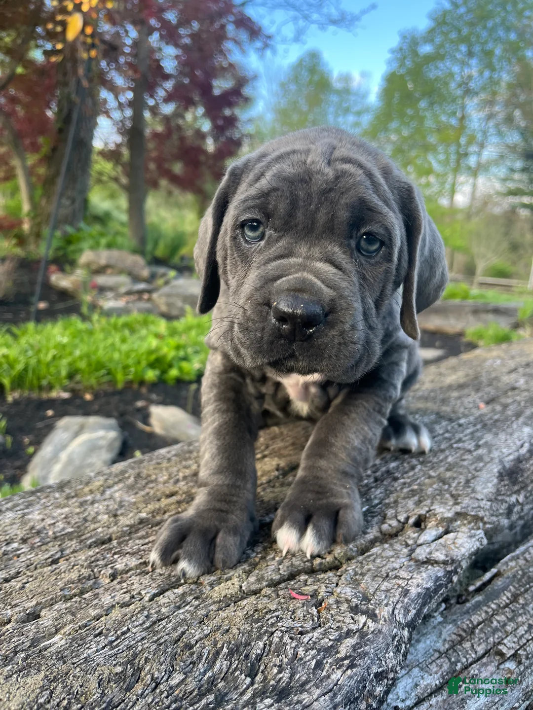 Cane Corso dogs for sale: Aria - Ad 1