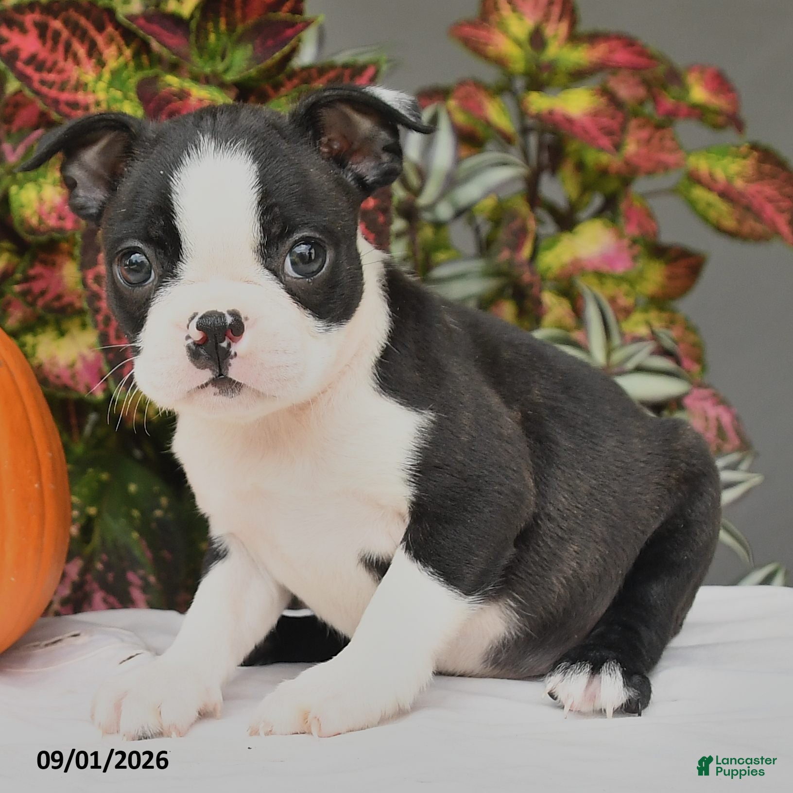 Boston Terrier dogs Jewel - Ad 2
