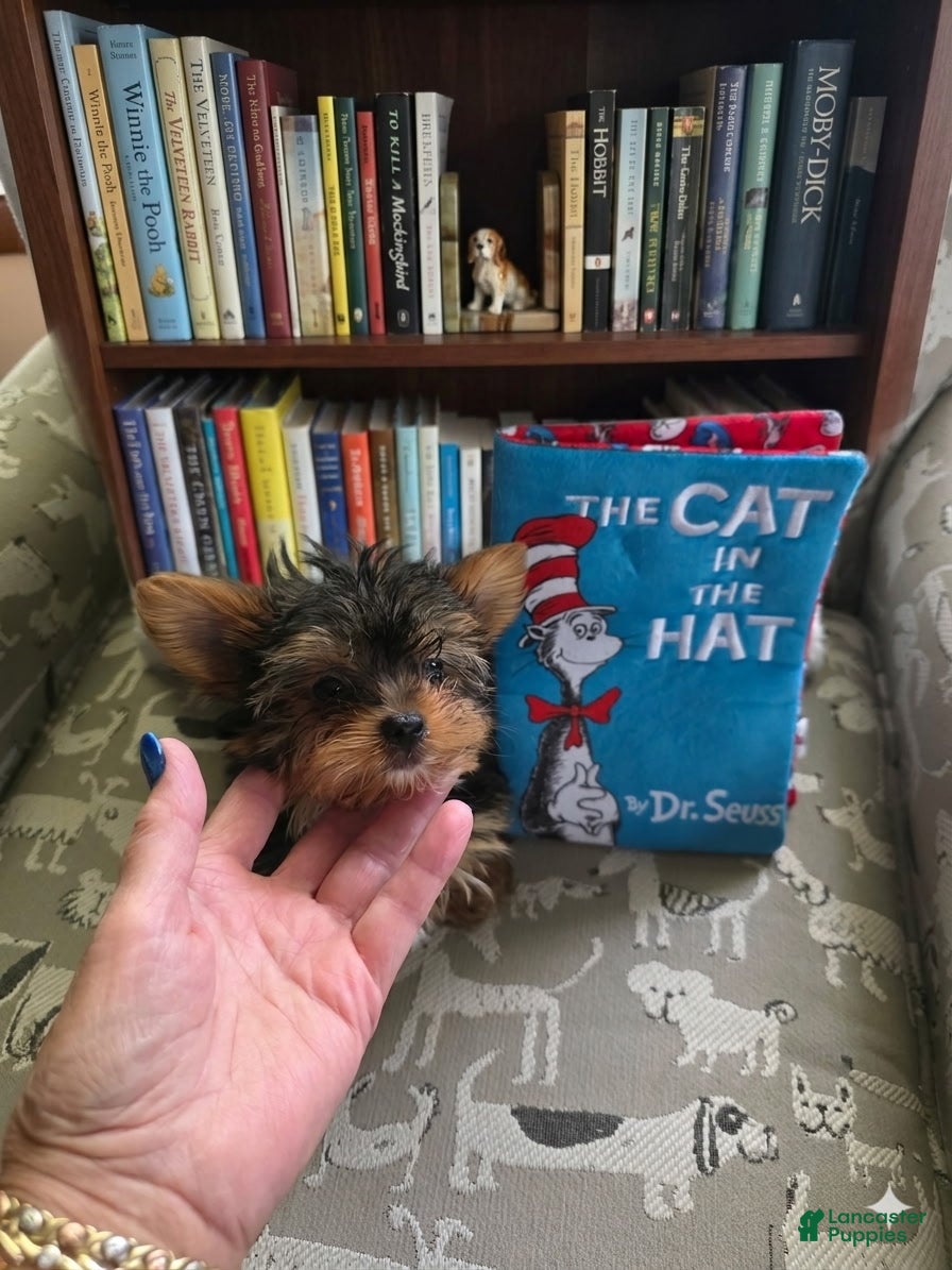 Yorkshire Terrier dogs AKC MIDNIGHT (Teacup) - Ad 2