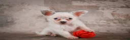 Chihuahua dogs for sale: Alex - Ad 4