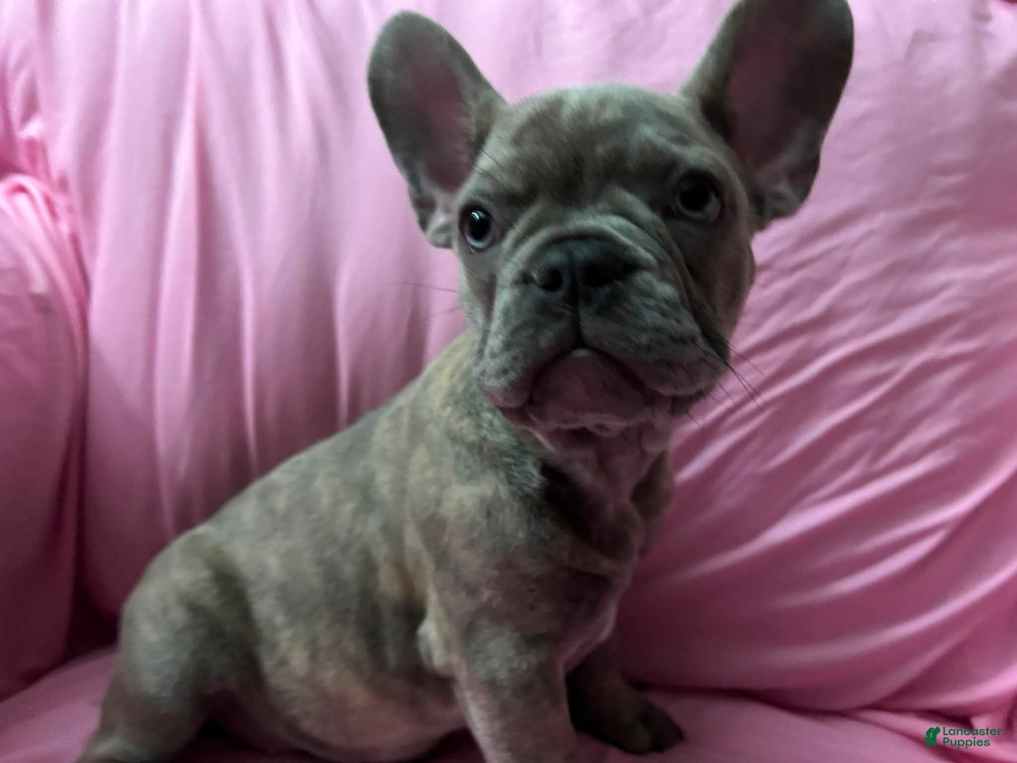 French Bulldog dogs Sadie bug  - Ad 25