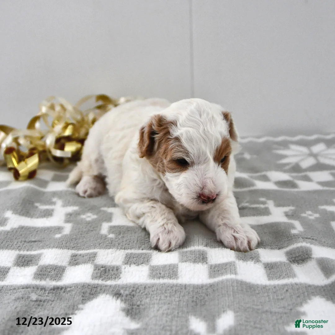 Mini Goldendoodle dogs for sale: Piper - Ad 15