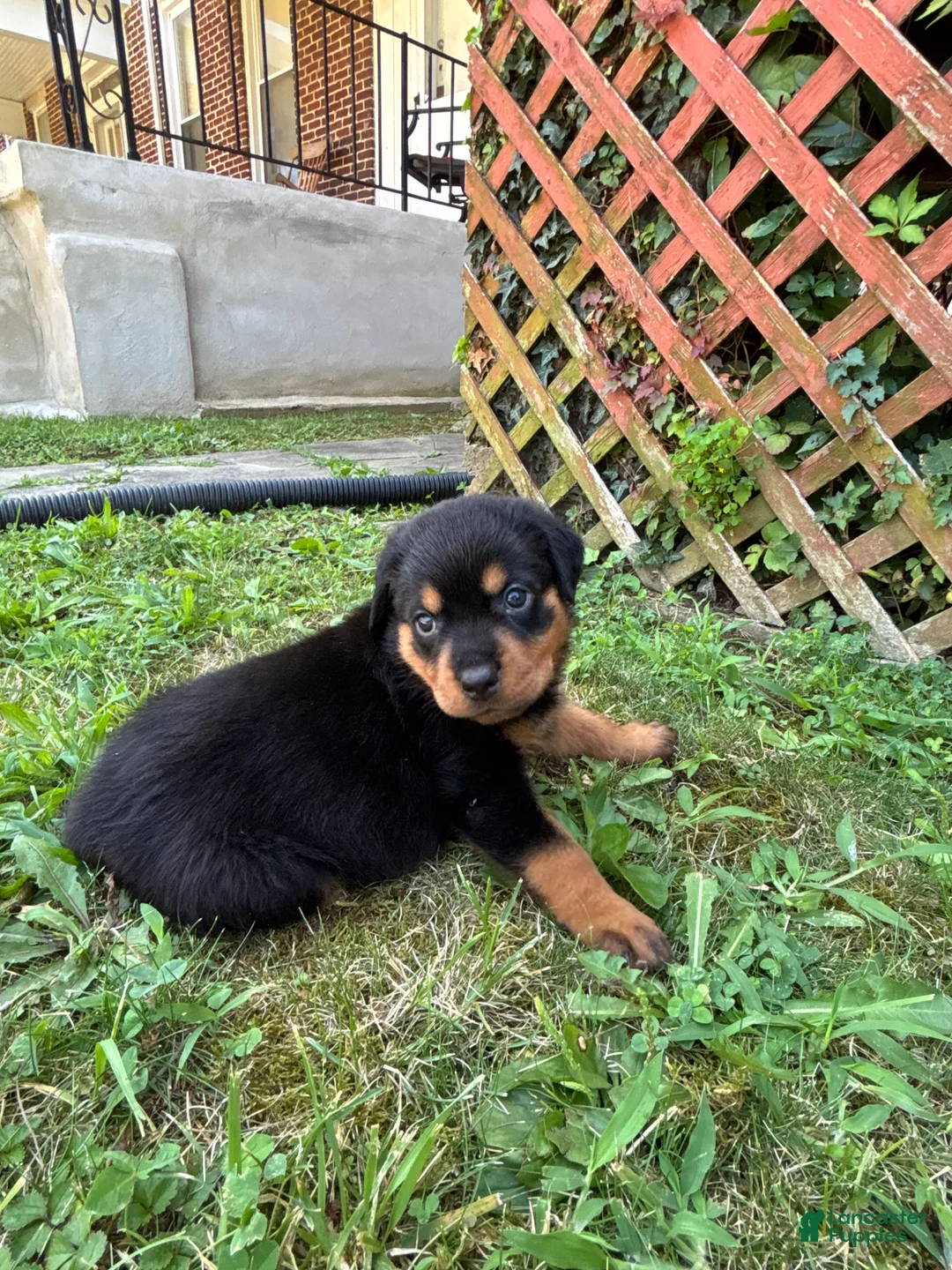 Rottweiler dogs for sale: Rottweiler 4 - Ad 2