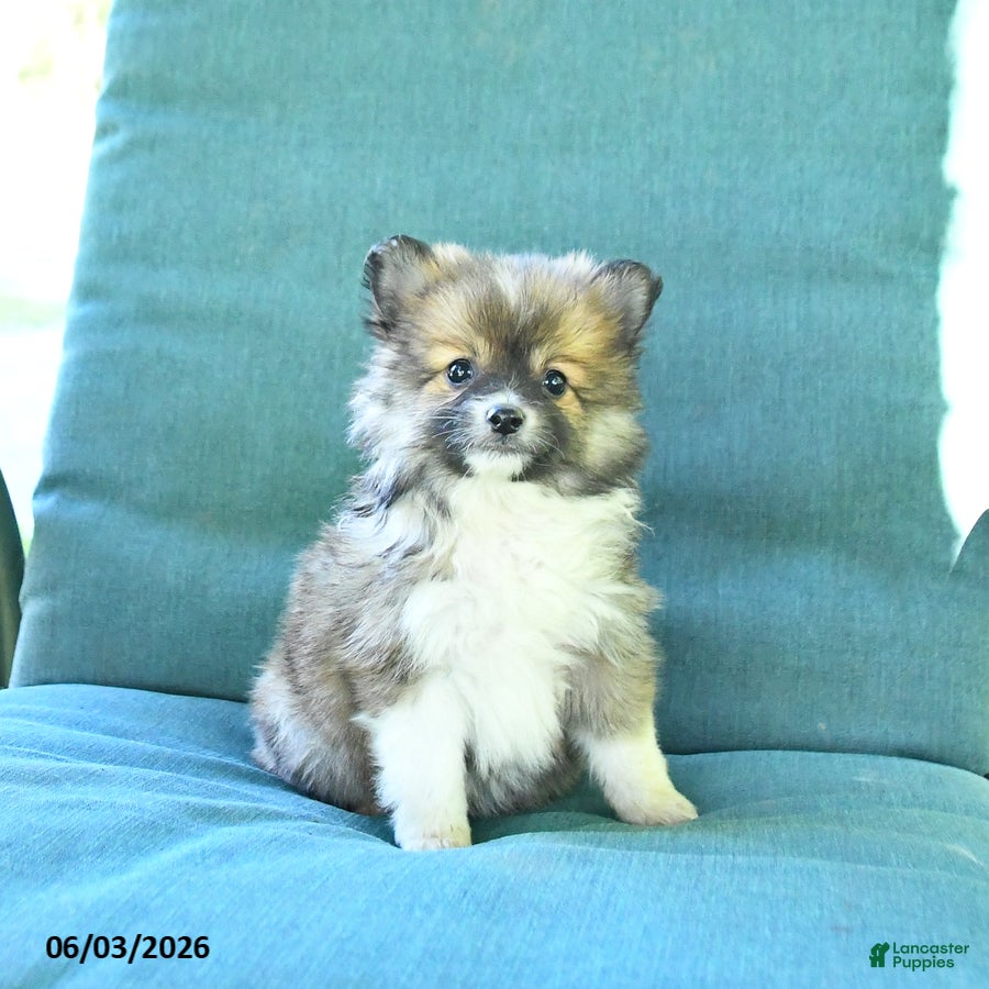 Pomeranian dogs for sale: Teddy - Ad 2