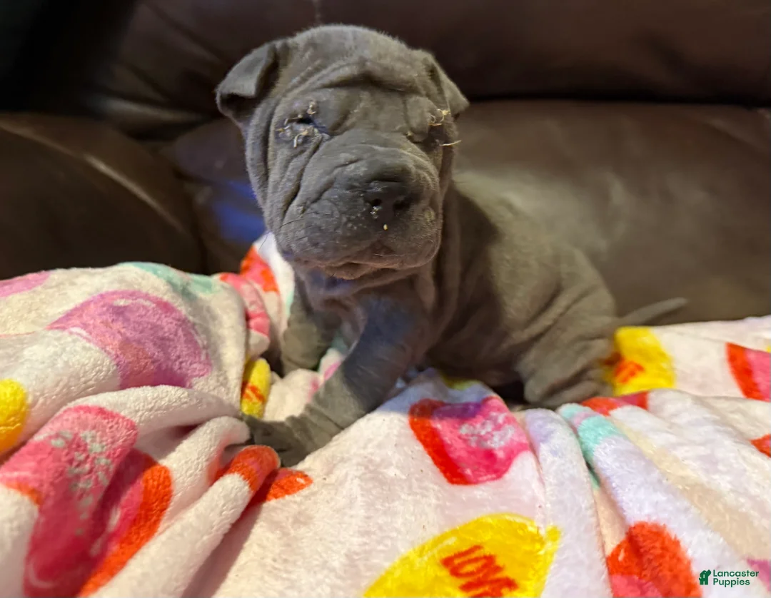 Shar Pei dogs for sale: Scarlett - Ad 8