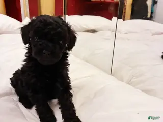 Toy Poodle dogs Ptolemaic Tut , Toy Poodle Puppy - Ad 3