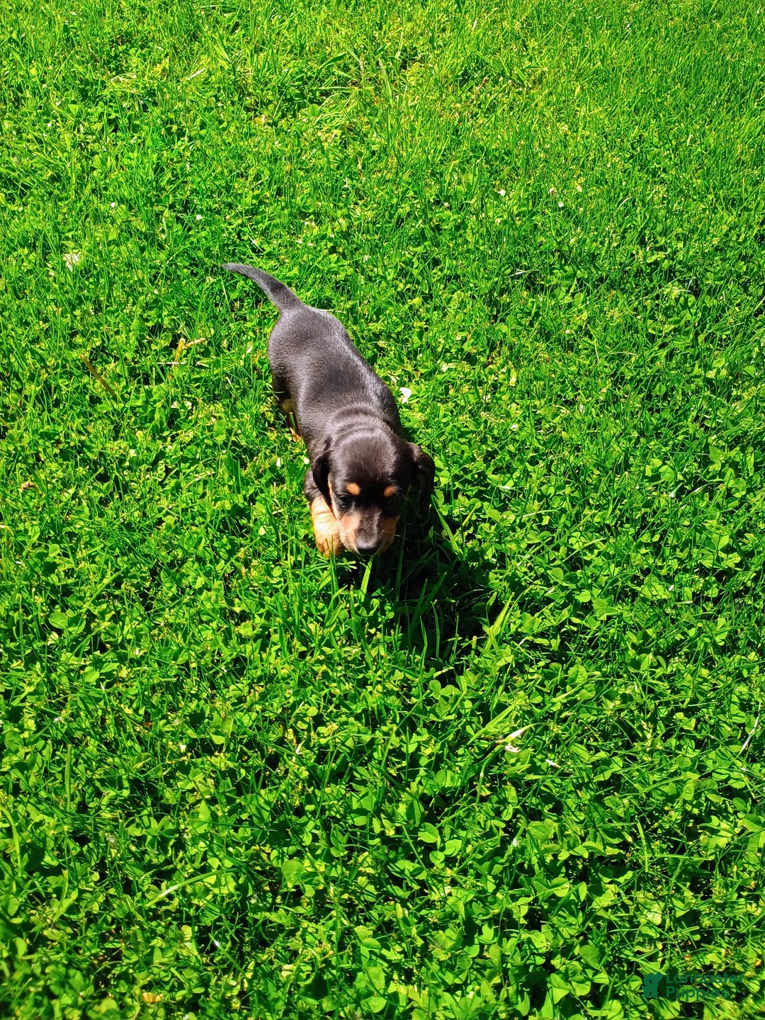 Miniature Dachshund dogs for sale: Dachshund Puppy 2 - Ad 2