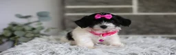 Maltipoo dogs for sale: Penelope - Ad 14