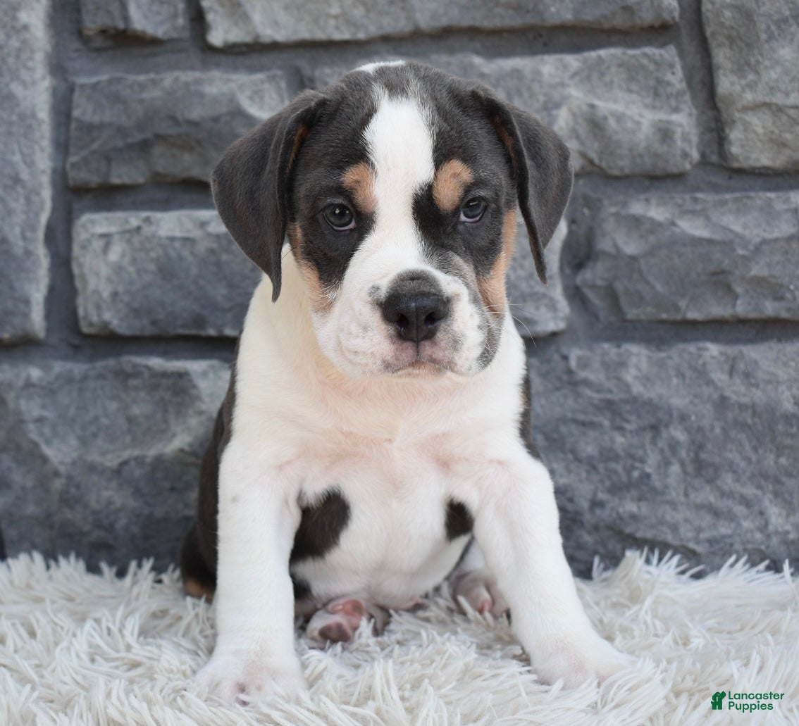 Beabull dogs Biscuit  - Ad 2
