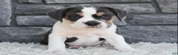 Beabull dogs for sale: Biscuit  - Ad 2