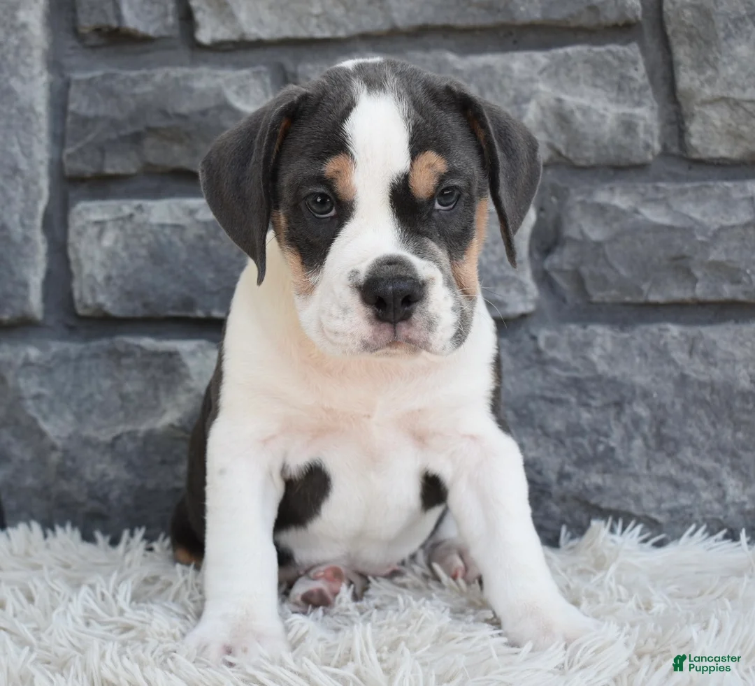 Beabull dogs for sale: Biscuit  - Ad 2