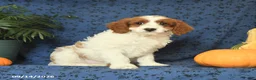 Cavapoo dogs for sale: Crissa - Ad 3