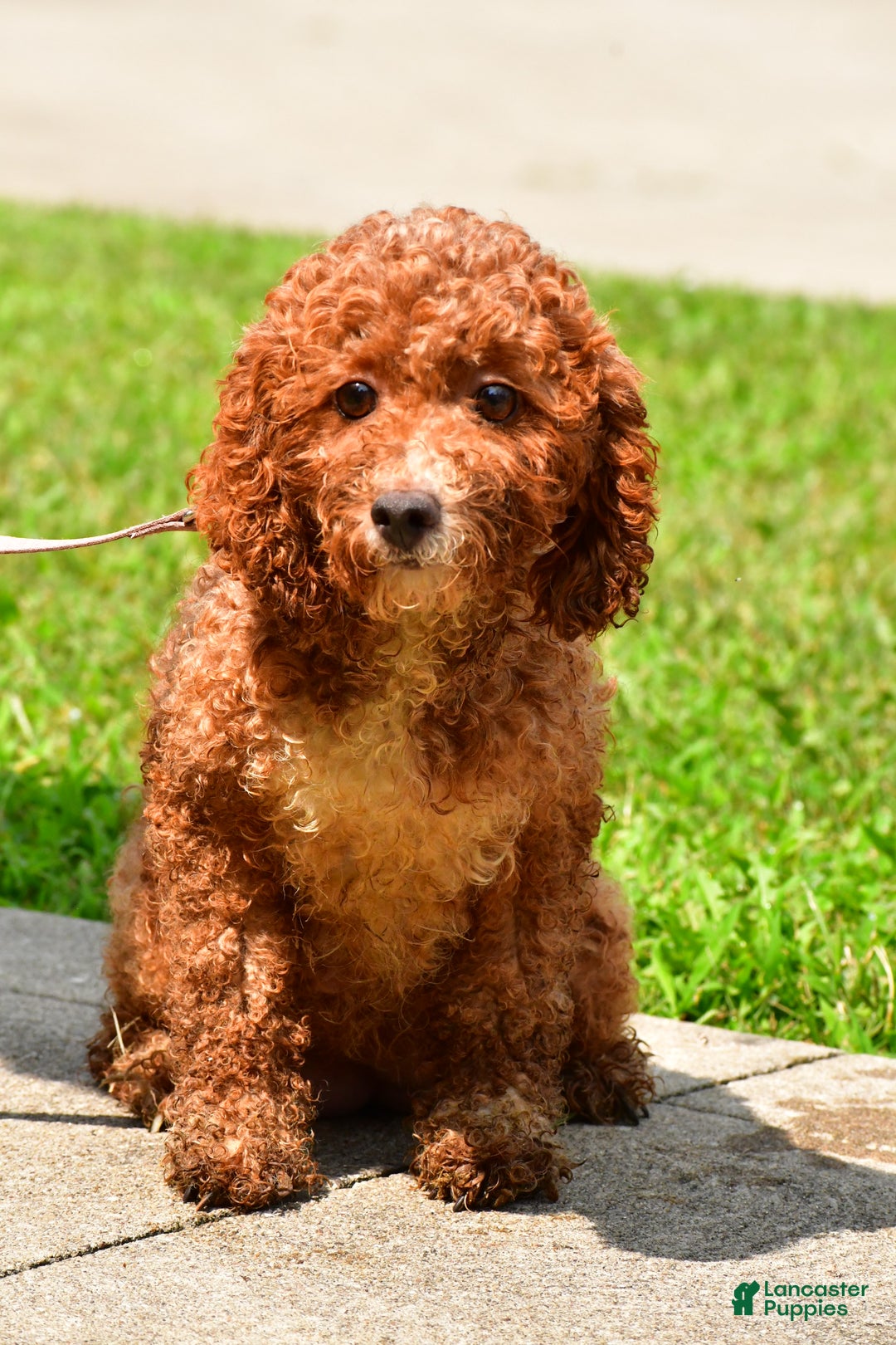 Maltipoo dogs for sale: Sara - Ad 9