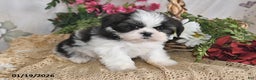 Shih Tzu dogs for sale: Ashley - Ad 2